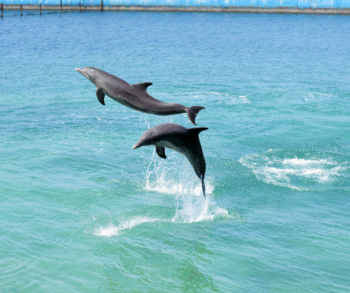 Cuba, dolphins, Starfish Cayo Guillermo hotel resort, dolphin therapy, marine connection