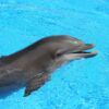 Barcelo Riviera Maya, Mexico, Dolphinaris, The Dolphin Company, DFUK, dolphin deaths, captivity, Marine Connection
