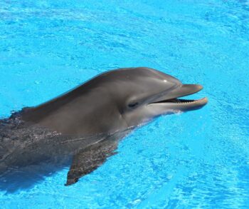 Barcelo Riviera Maya, Mexico, Dolphinaris, The Dolphin Company, DFUK, dolphin deaths, captivity, Marine Connection