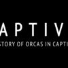 Captivity, Captive the story of orcas in captivity, Ben Gibson, Wikie, Keijo, Marineland, Antibes, orcas, marine connection