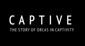 Captivity, Captive the story of orcas in captivity, Ben Gibson, Wikie, Keijo, Marineland, Antibes, orcas, marine connection
