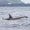 orca, pilot whale, killer whale, calf, ocean, study, marine connection