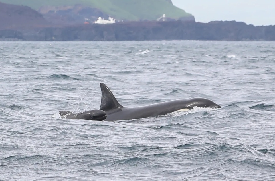 orca, pilot whale, killer whale, calf, ocean, study, marine connection