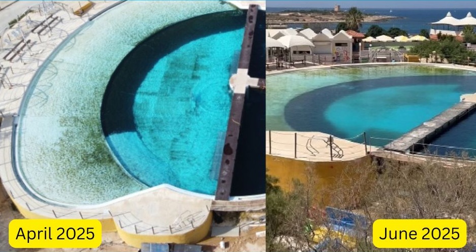 Mediterraneo Marine Park, Malta, dolphins, captivity, malta dolphinarium, end captivity, marine connection, dolphin swim, dolphin shows, malta tourism