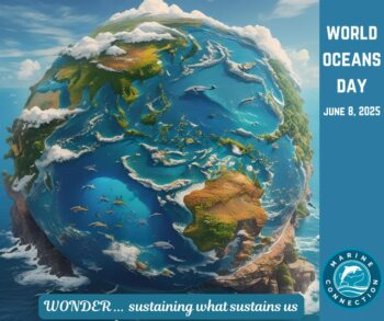 World Oceans Day 2025, protect oceans, whales, dolphins, marinelife, marine connection