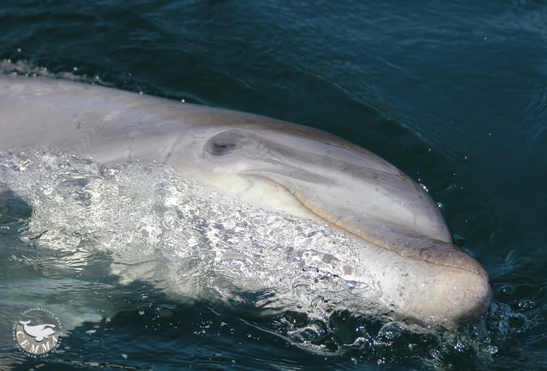 Confi, dolphin, marine connection. solitary dolphins, lone rangers report