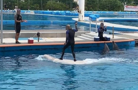 Geoje Sea World, South Korea, captive dolphins, dolphins, Taiji drive hunts, Marine Connection