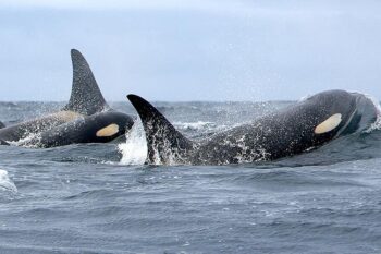 southern resident orcas, orcas, marine connection