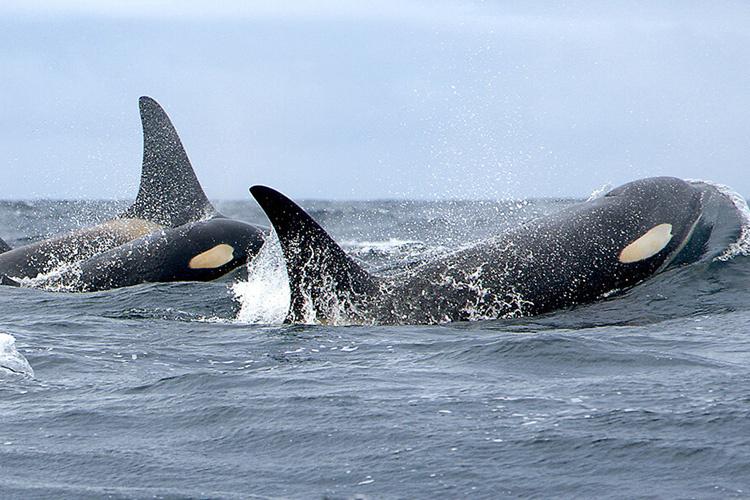 southern resident orcas, orcas, marine connection