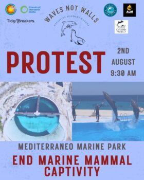 mediterraneo malta, dolphinarium malta, marine connection, captivity, captive dolphins, dolphin show, end captivity