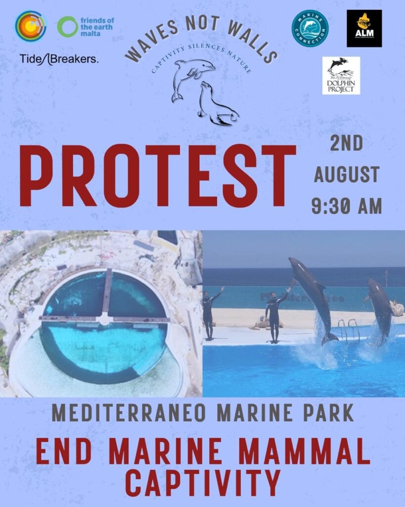 mediterraneo malta, dolphinarium malta, marine connection, captivity, captive dolphins, dolphin show, end captivity