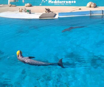 Greens supermarket, Malta, Mediterraneo, dolphin captivity, dolphins, marine connection