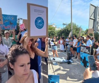 mediterraneo, malta, marine park, protest, marine connection, end captivity, dolphins