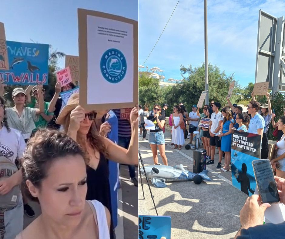 mediterraneo, malta, marine park, protest, marine connection, end captivity, dolphins
