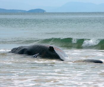 dolphin stranding, whale stranding, scotland, marine connection