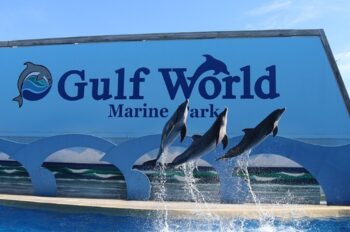 Gulf World Marine Park, dolphin deaths, end captivity, marine connection