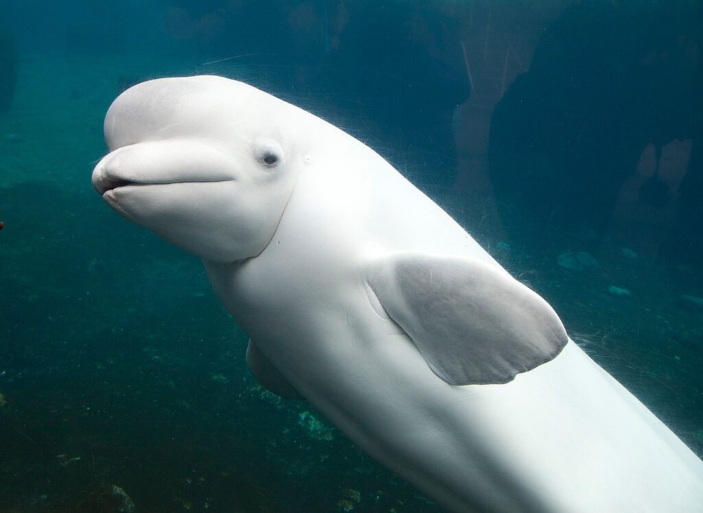 Beluga whale, Marineland Canada, Premier Ford, end captivity, marine connection