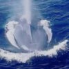 blue whale, marine connection, children's stories, audio books