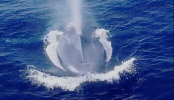 blue whale, marine connection, children's stories, audio books