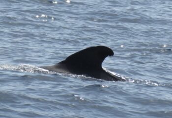 short finned pilot whale, Tenerife, Spain, marine sanctuary, protected area, whales