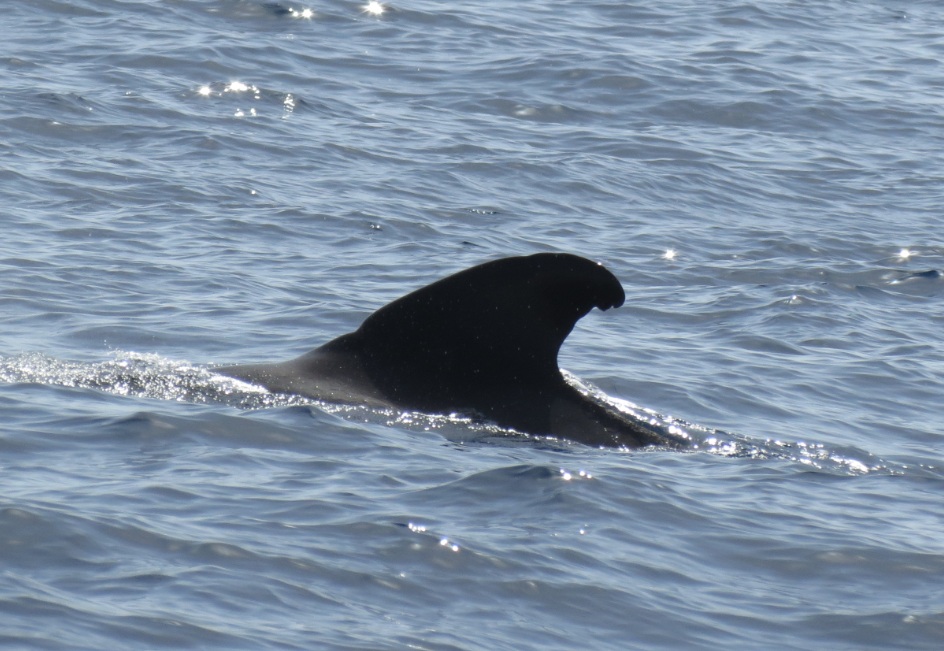 short finned pilot whale, Tenerife, Spain, marine sanctuary, protected area, whales