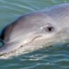 indo pacific dolphin, solomon islands, wild dolphin captures, end captivity, marine connection