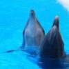 beauval zoo, dolphinariums, france, marineland antibes, marine connection, end captivity