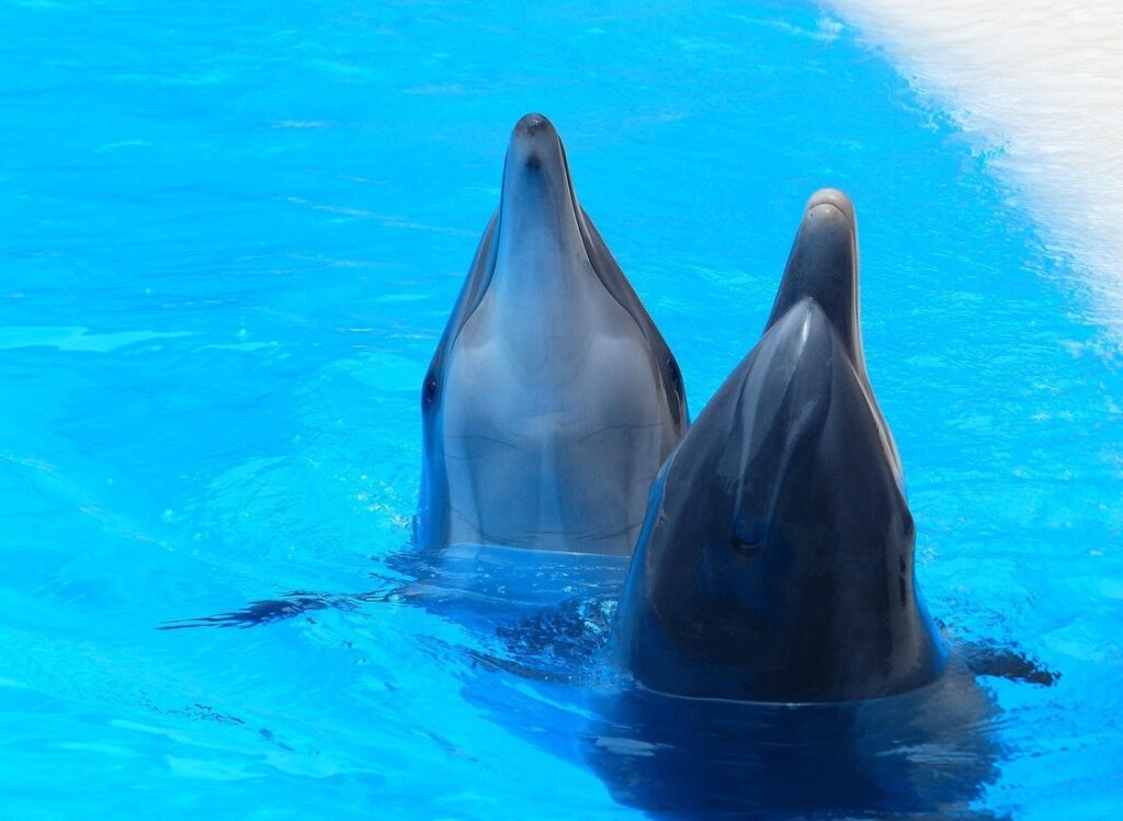 beauval zoo, dolphinariums, france, marineland antibes, marine connection, end captivity