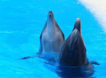 beauval zoo, dolphinariums, france, marineland antibes, marine connection, end captivity