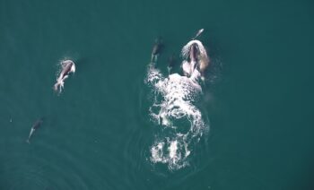 orcas, dolphins, feeding, foraging, socialising, marine connection
