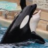 Katina, orca, SeaWorld, Orlando, wild captures