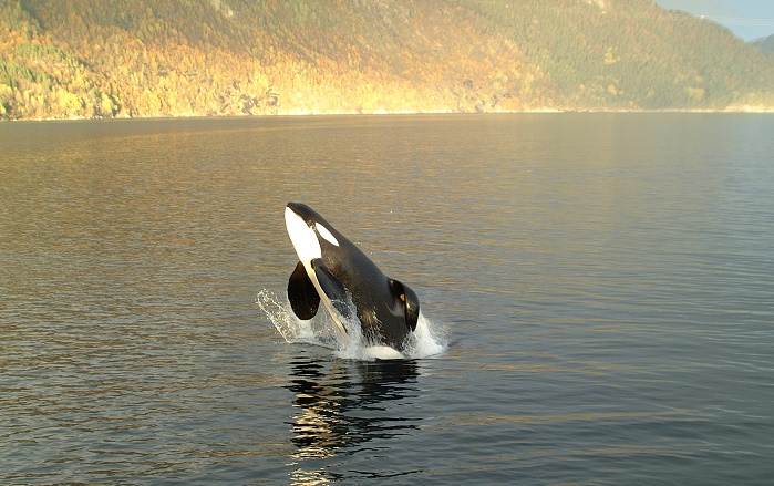 Keiko, orca, free willy, movies, killer whale, marine connection