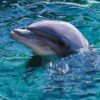 Attica Park, Greece, Clearwater Aquarium, dolphin transfer, captivity