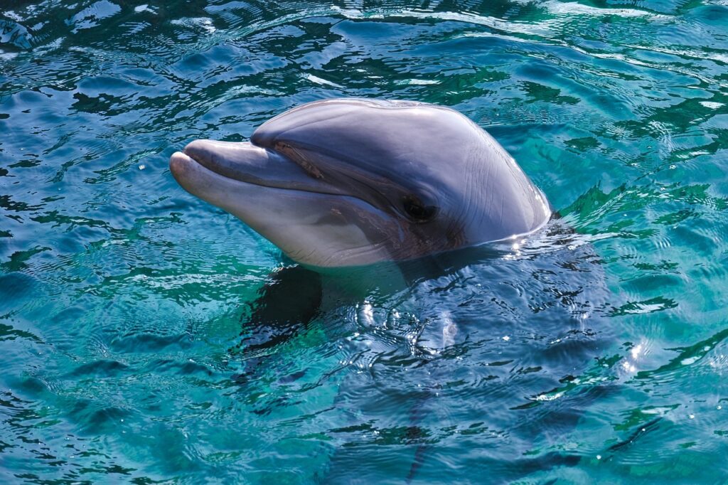 Attica Park, Greece, Clearwater Aquarium, dolphin transfer, captivity