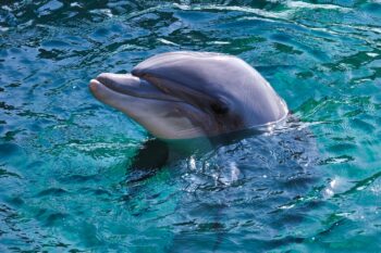 Attica Park, Greece, Clearwater Aquarium, dolphin transfer, captivity