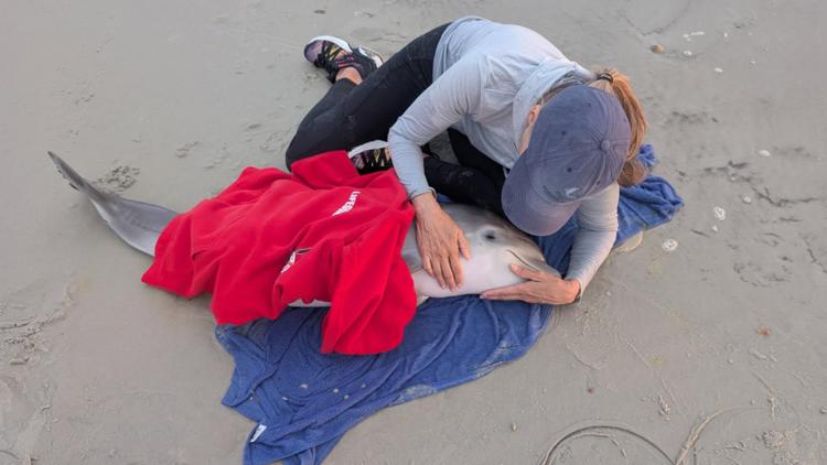 Florida, SeaWorld, dolphin, captivity, stranded, marine connection