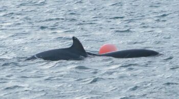 Squiggle, Squashy, dolphins, Winterwatch, BBC, Ireland, marine connection.