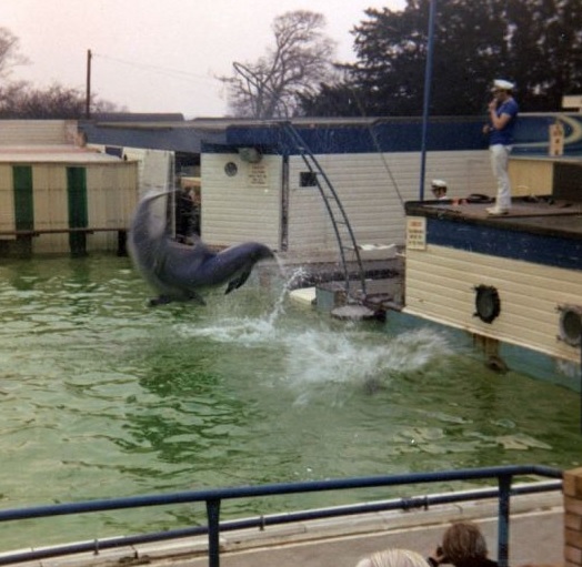 Honey, dolphin, Harderwijk dolphinarium, Netherlands, end captivity, captivity, Marine Connection