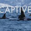 World Whale Film Festival, Maui, Ben Gibson, Marine Connection, orcas, Norway, Marineland, Antibes, Wikie, Keijo, orca captivity