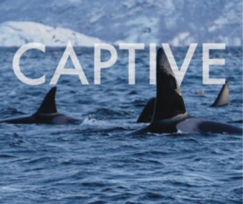 World Whale Film Festival, Maui, Ben Gibson, Marine Connection, orcas, Norway, Marineland, Antibes, Wikie, Keijo, orca captivity