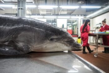 Dolphin, porpoise, grey seal, marine connection, study