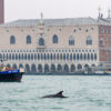 Venice, dolphin, solitary dolphin, marine connection, lone rangers, liz sandeman, solitary dolphin report