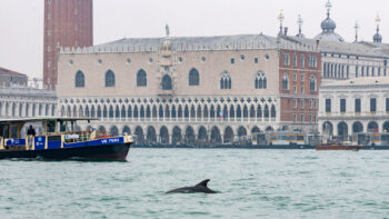 Venice, dolphin, solitary dolphin, marine connection, lone rangers, liz sandeman, solitary dolphin report