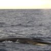 fin whale, antarctica, ocean noise, Amy Feakes, Marine Connection