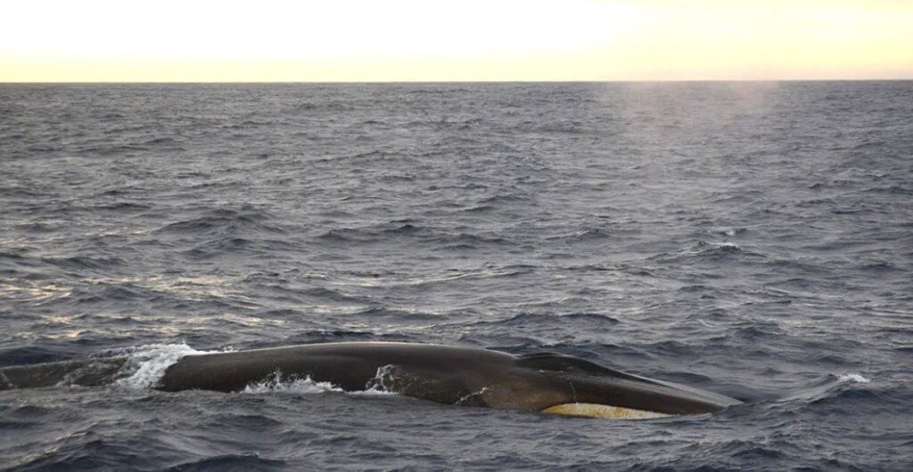 fin whale, antarctica, ocean noise, Amy Feakes, Marine Connection