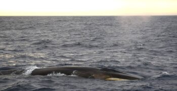 fin whale, antarctica, ocean noise, Amy Feakes, Marine Connection