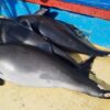 Harbour porpoise, bycatch, black sea, marine connection