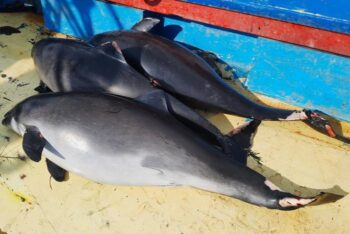 Harbour porpoise, bycatch, black sea, marine connection