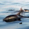 Patagonia, dolphin strandings, marine connection, dolphins