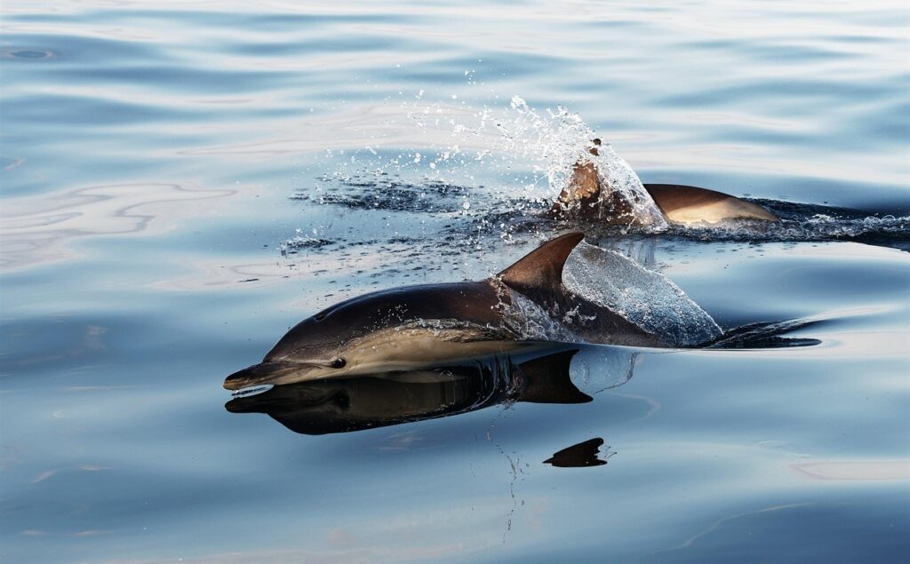 Patagonia, dolphin strandings, marine connection, dolphins